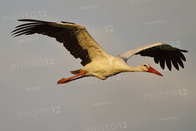 White Stork (Ciconia ciconia) male flying, North Rhine-Westphalia, Germany