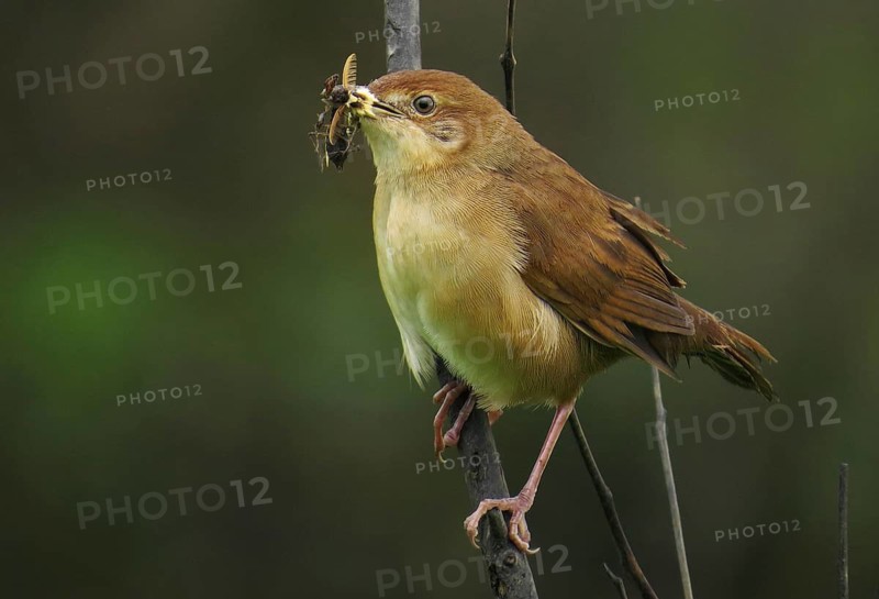 Broad-tailed Grassbird (Schoenicola platyurus) with insect in its beak, Maharashtra, India