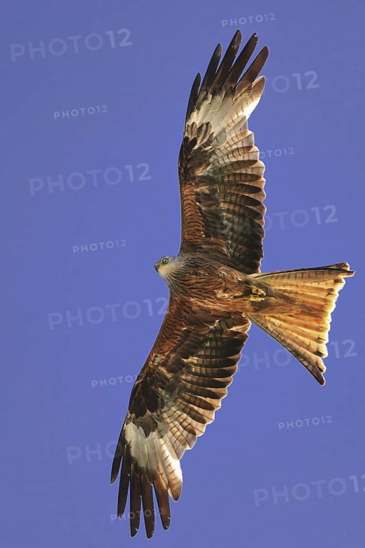 Red Kite (Milvus milvus) flying, Lower Saxony, Germany