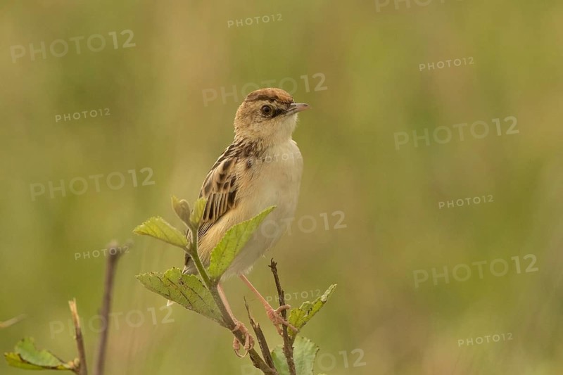 Pectoral-patch Cisticola (Cisticola brunnescens), Masai Mara, Kenya