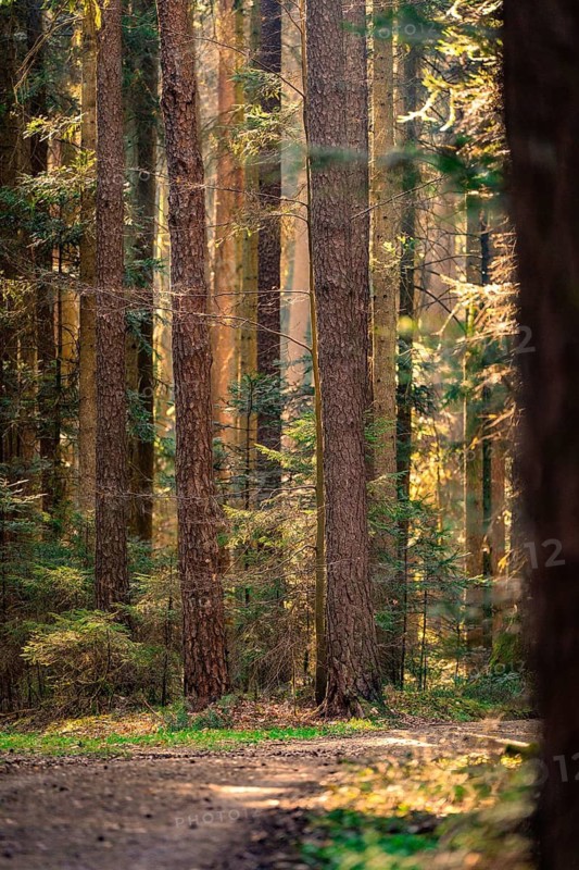 A quiet forest path in the golden light of the sun, Calw, Black Forest, Germany