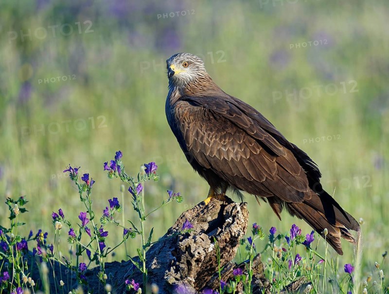Black Kite (Milvus migrans) in a flower meadow, Castilla-La Mancha, Spain