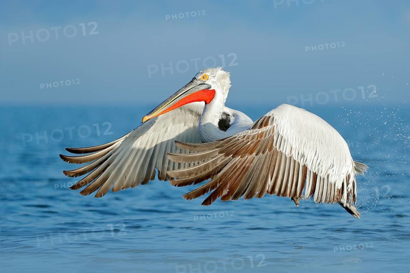 Dalmatian pelican, Pelecanus crispus, landing in Lake Kerkini, Greece. Pelican with open wings. Wildlife scene from European nature. Bird landing to the blue lake water. Bird fly
