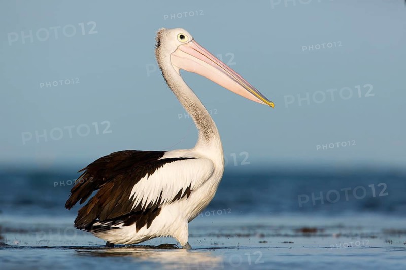 Australian Pelican (Pelecanus conspicillatus), Victoria, Australia