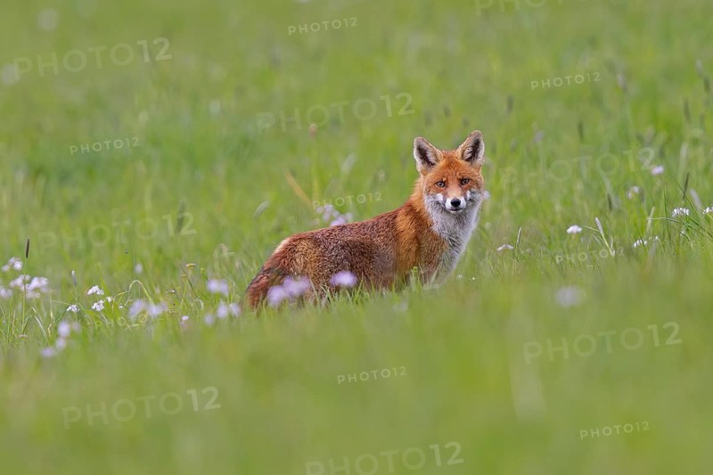 Red fox (Vulpes vulpes), close-up, adult standing on a flowering meadow in spring and looking at the camera, Hesse, Germany