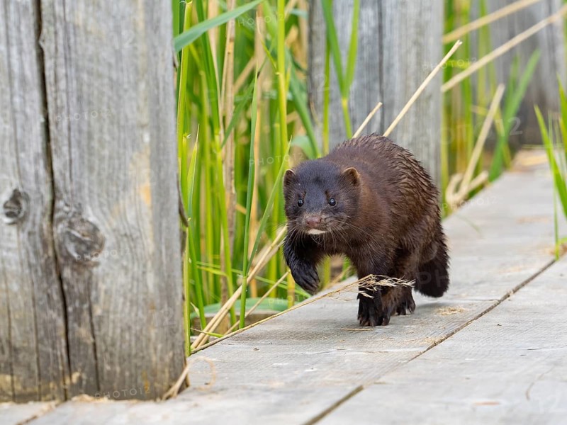 A mink sneaks up on you
