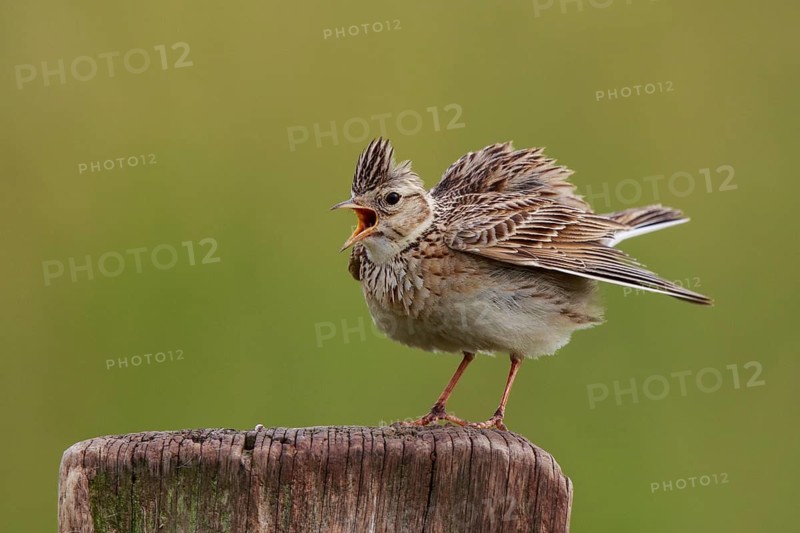 Eurasian Skylark (Alauda arvensis) singing from pale, North Rhine-Westphalia, Germany