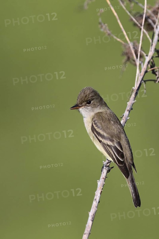 Willow Flycatcher (Empidonax traillii), Ohio, USA