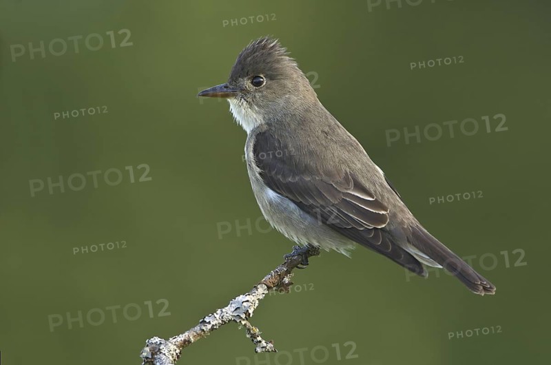 Olive-sided Flycatcher (Contopus cooperi), British Columbia, Canada