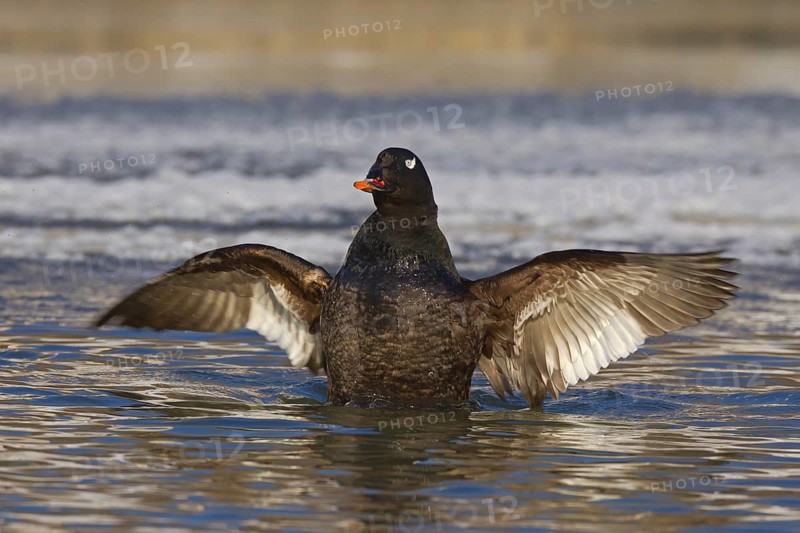 White-winged Scoter (Melanitta deglandi) male flapping wings, Ohio, USA