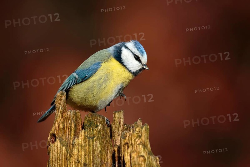 Eurasian Blue Tit (Cyanistes caeruleus), Utrecht, Netherlands