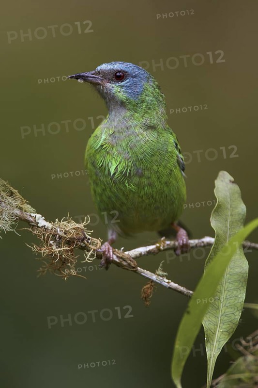 Blue Dacnis (Dacnis cayana) female, Atlantic rainforest, Brazil