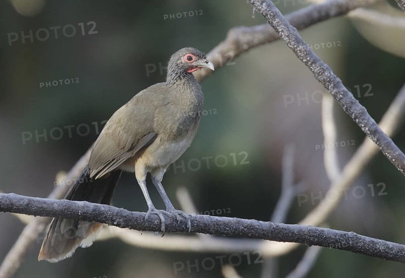 West Mexican Chachalaca (Ortalis poliocephala), Jalisco, Mexico