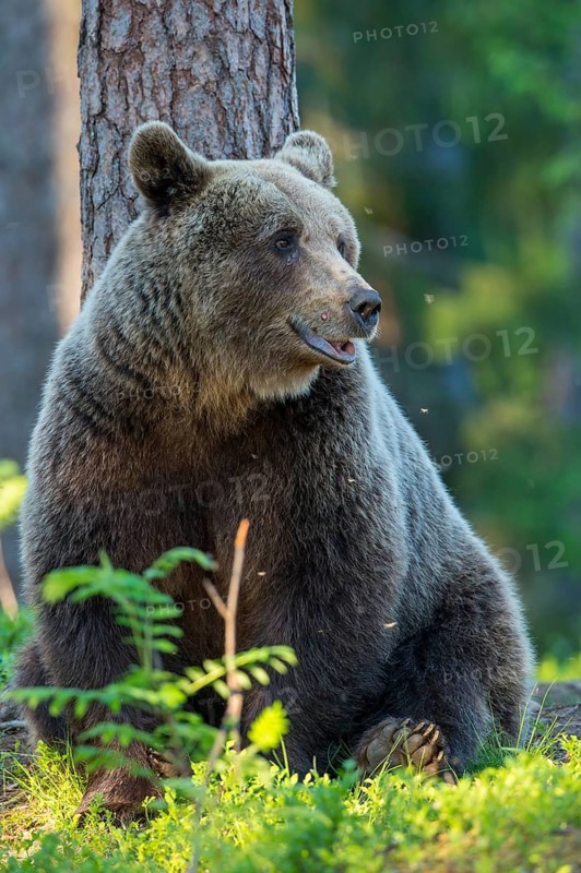 Eurasian Brown Bear (Ursus arctos) in forest, Finland