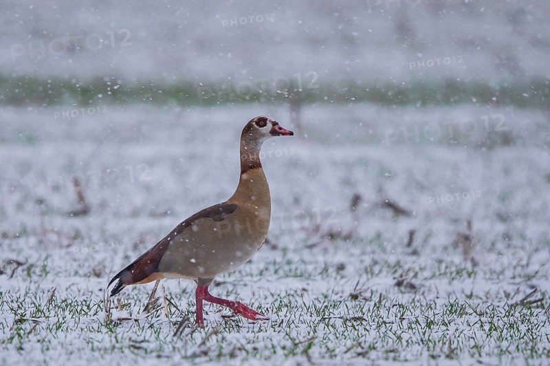 Egyptian Goose (Alopochen aegyptiaca), Baden-Wuerttemberg, Germany