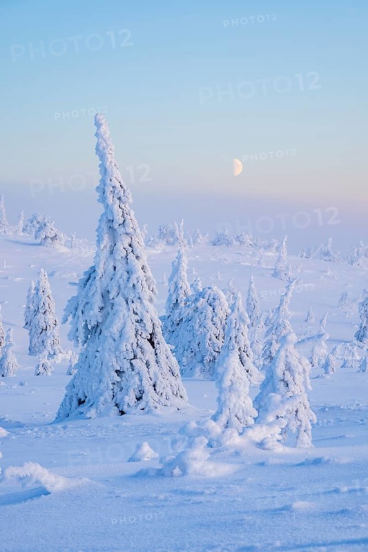 Winter landscape with snow-covered trees, Riisitunturi National Park, Posio, Lapland, Finland