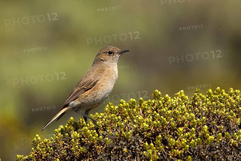 Sickle-winged Chat (Emarginata sinuata), Sani Pass, Lesotho