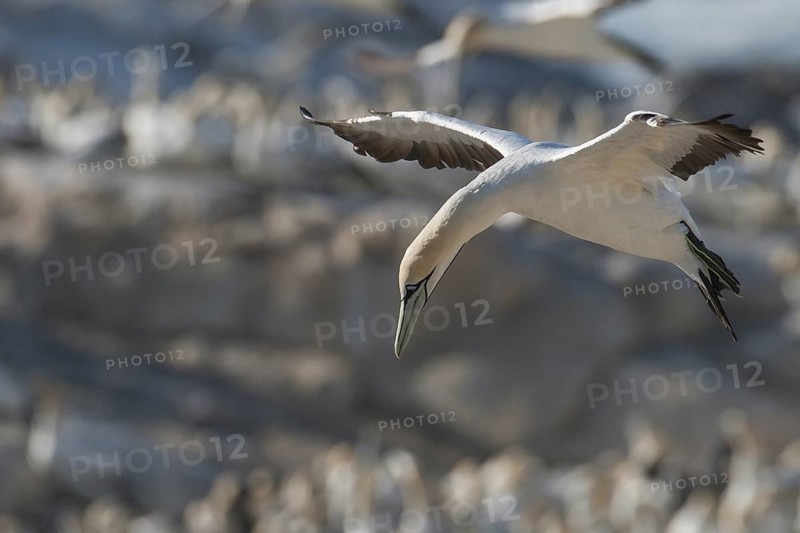 Cape Gannet (Morus capensis) flying, Western Cape, South Africa