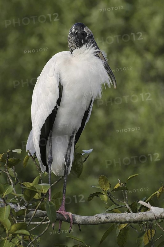 Wood Stork (Mycteria americana), Florida, USA