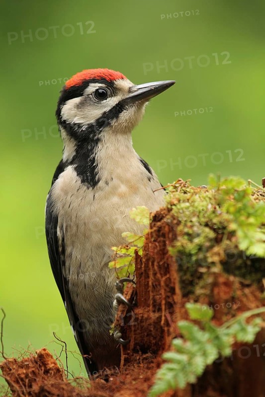Great Spotted Woodpecker (Dendrocopos major) juvenile, Lower Saxony, Germany