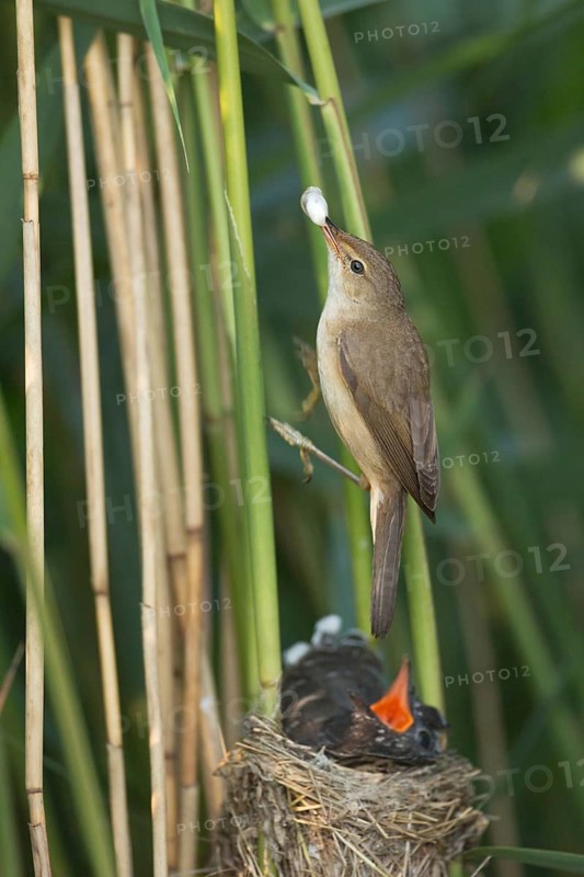 Common Cuckoo & Eurasian Reed Warbler (Cuculus canorus & Acrocephalus scirpaceus) Eurasian Reed Warbler taking over fecal sac of juvenile Common Cuckoo in nest, Saxony-Anhalt, Germany