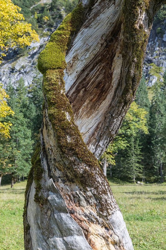 Nature conservancy area Grosser Ahornboden. Dead Sycamore maple tree, Acer pseudoplatanus, in autumn. Karwendel mountains in the back