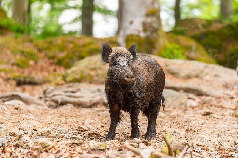 Wild boar (Sus scrofa) standing in a forest, Bavaria, Germany