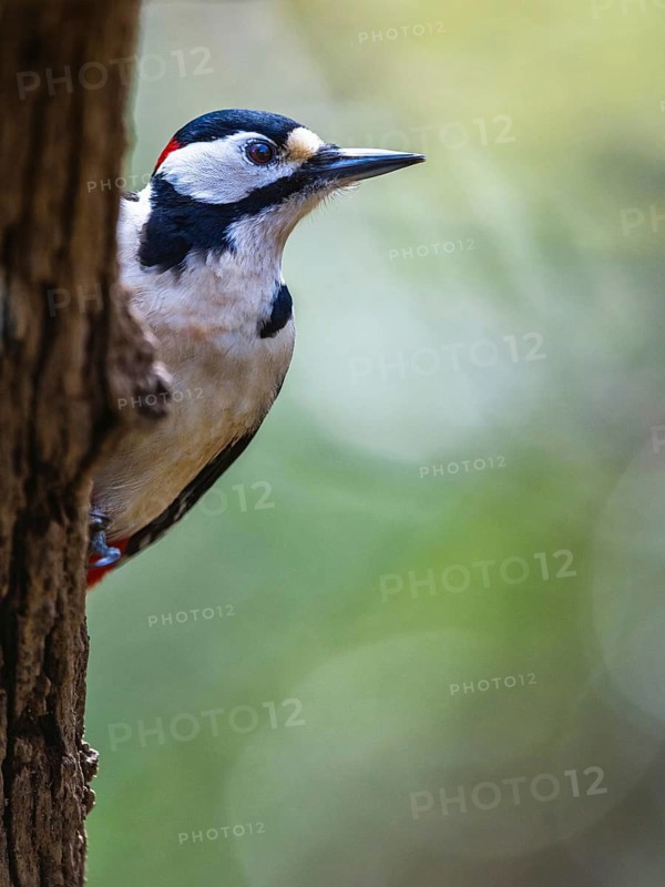 Great Spotted Woodpecker, Dendrocopos major, bird in forest at winter sun