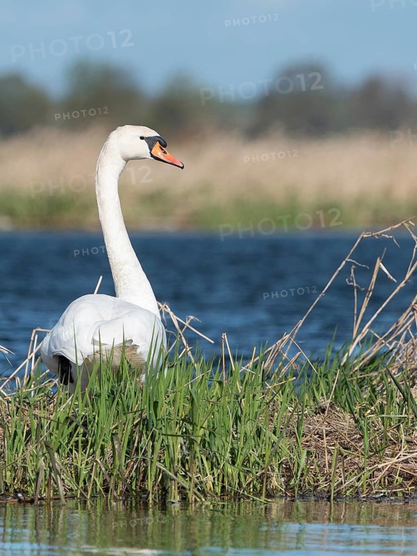 Mute Swan (Cygnus olor), Brandenburg, Germany