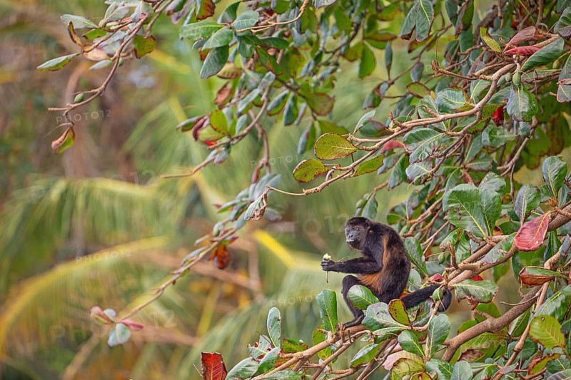 Mantled howler monkey (Alouatta palliata) sitting on branch and eating a tropical almond. Manzanillo, Limon, Costa Rica