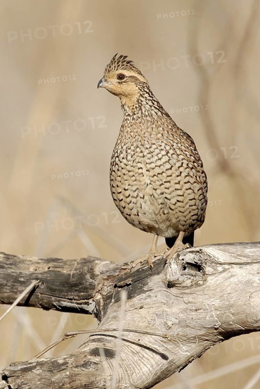 Northern Bobwhite (Colinus virginianus) female, Texas, USA