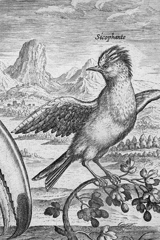 Copperplate engraving by Adriaen Collaert, from Avium Vivae Icones, the series of birds, around 1600, Antwerp