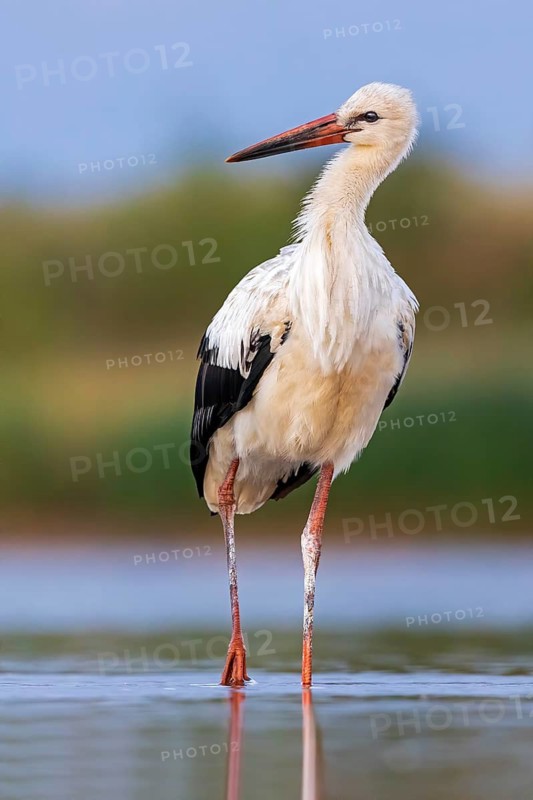 White Stork (Ciconia ciconia) foraging in shallow water, Saxony-Anhalt, Germany