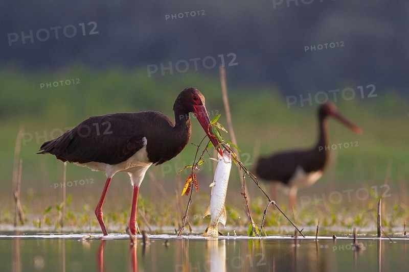 Black Stork (Ciconia nigra) with fish prey in beak, Tiszaalpár, Hungary