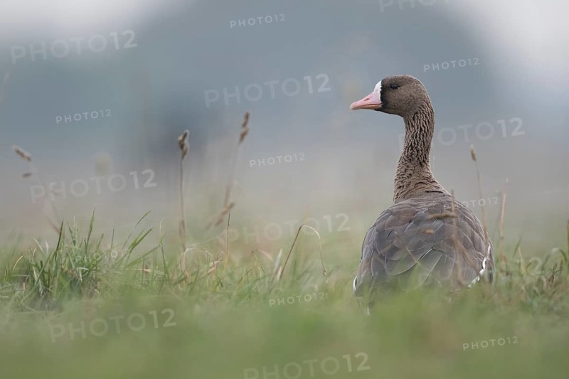 Greater White-fronted Goose (Anser albifrons), North Rhine-Westphalia, Germany