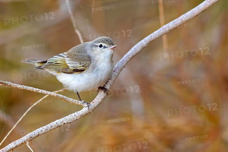Eastern bonelli's warbler (Phylloscopus orientalis), Israel