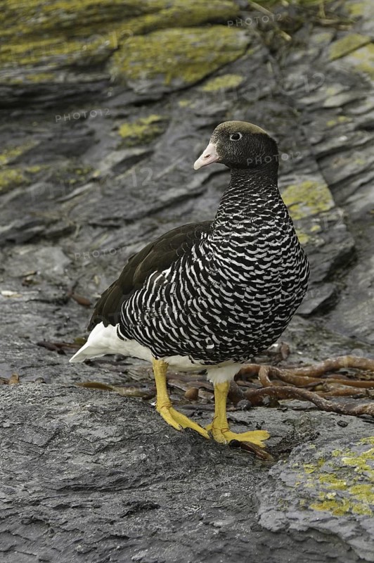 Kelp Goose (Chloephaga hybrida) female, Falkland Islands
