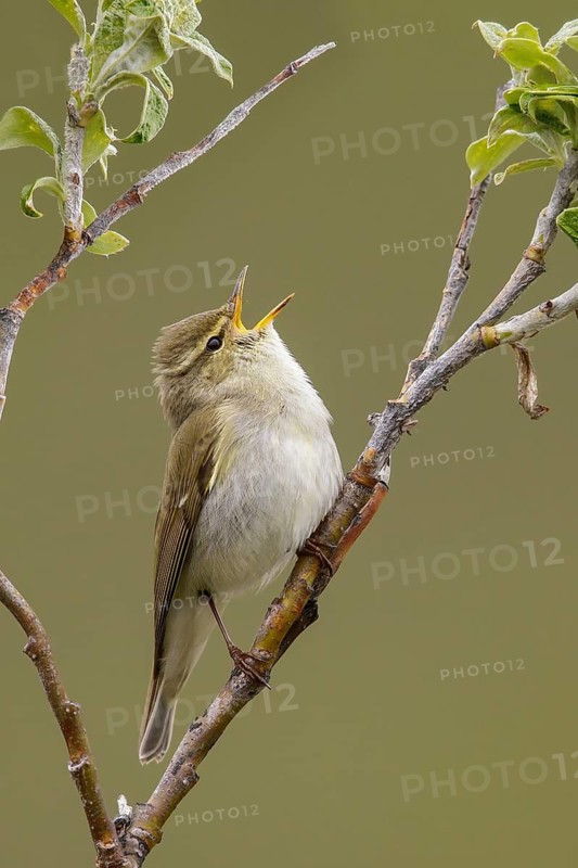 Arctic warbler (Phylloscopus borealis) perched on a branch in Nome, Alaska