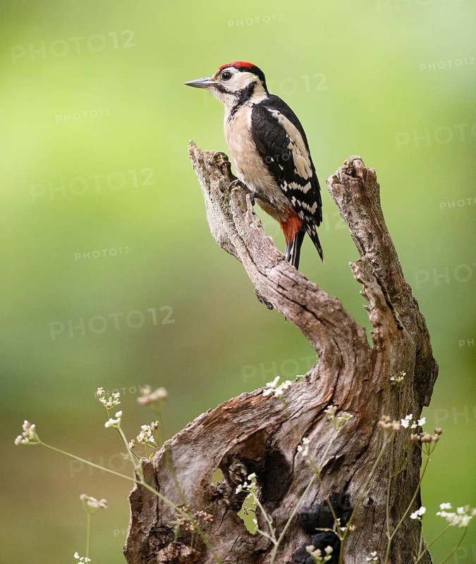 Great Spotted Woodpecker (Dendrocopos major) juvenile, Asturias, Spain