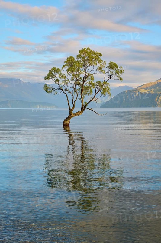 Single tree in the calm water of a lake with mountains in the background, peaceful, summer, Lake Wanaka, Wanaka, Otago, South Island, New Zealand