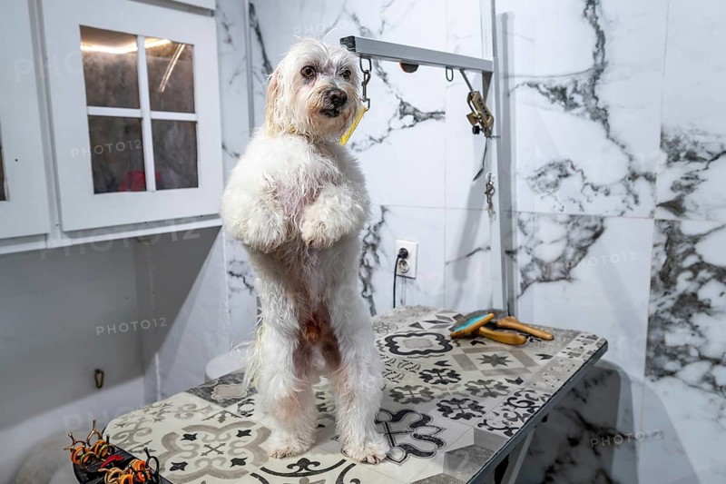 Small white furry dog standing on its hind legs on a patterned grooming table, looking forward while being prepared for pet care service in a professional animal salon