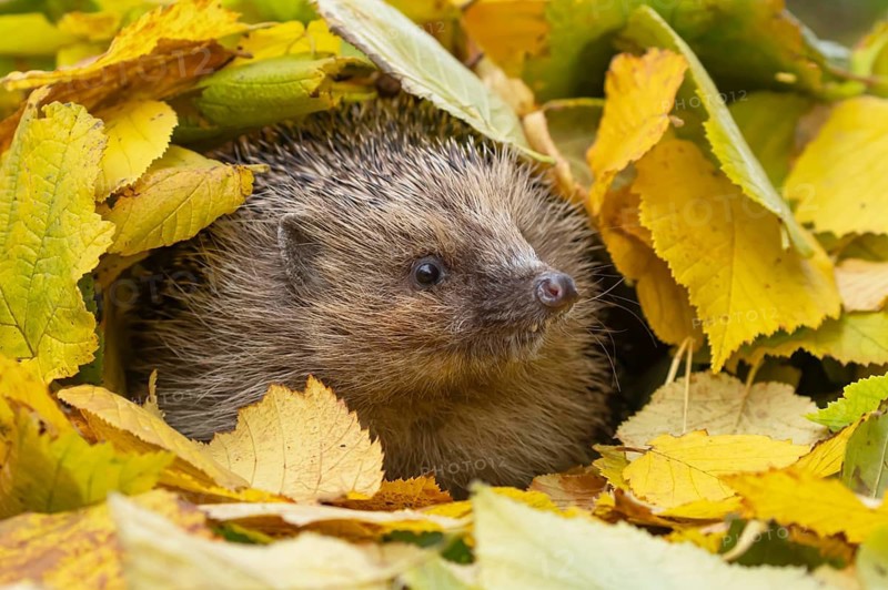 European hedgehog (Erinaceus europaeus) adult animal emerging from a pile of fallen autumn colour leaves during hibernation in a garden, Suffolk, England, United Kingdom