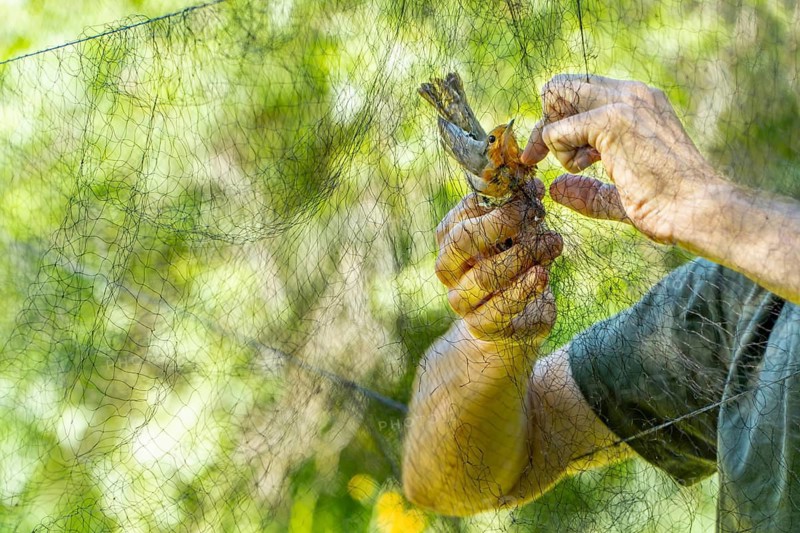 Cropped unrecognizable biologist hands carefully rescue a robin entangled in a mist net at a bird ringing station. This process aids in ecological research and species protection