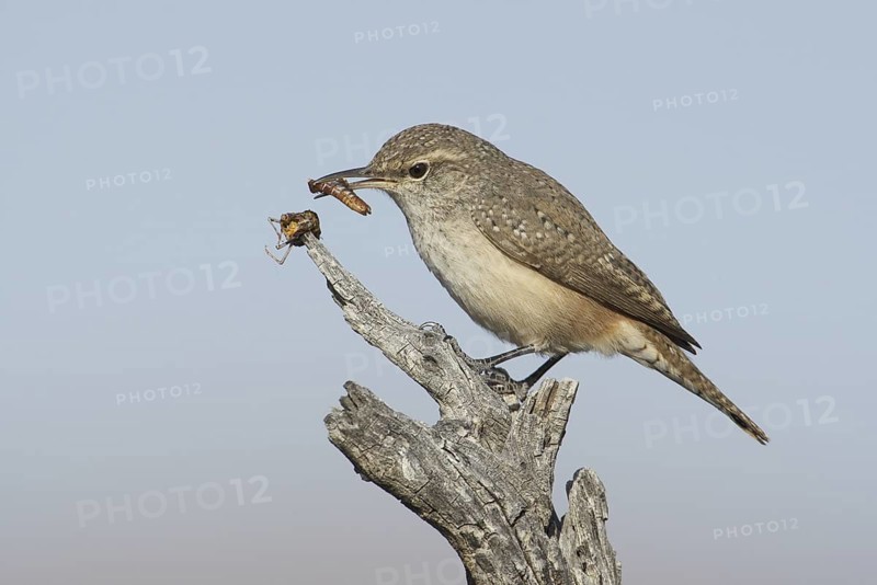 Rock Wren (Salpinctes obsoletus), New Mexico, USA