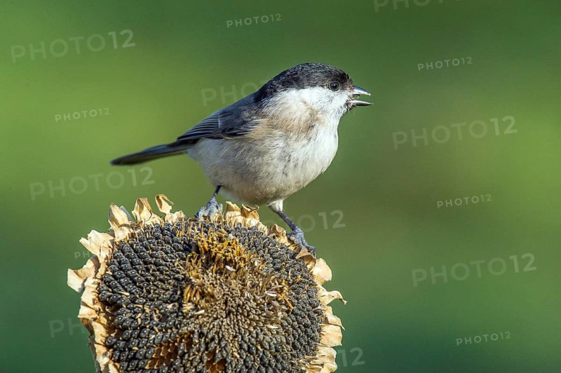 Swamp tit (Parus palustris) Marsh Tit • Baden-Württemberg, Germany, Baden-Württemberg, Federal Republic of Germany
