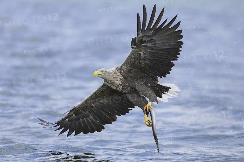 White-tailed Eagle (Haliaeetus albicilla) flying, Lower Saxony, Germany