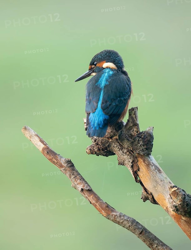 Kingfisher (Alcedo atthis) sitting on an old branch, perch and looking for prey, Lower Saxony, Germany
