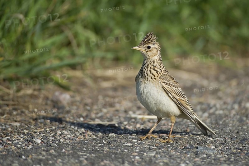 Eurasian Skylark (Alauda arvensis), Mecklenburg-Western Pomerania, Germany