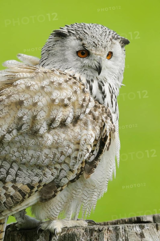 Portrait of an owl with detailed feathers against a green background, Siberian Eagle Owl (Bubo bubo sibiricus), captive