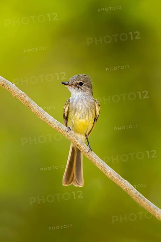 Flammulated Flycatcher Deltarhynchus flammulatus Tehualmixtle, Jalisco, Mexico 13 June Adult Tyrannidae